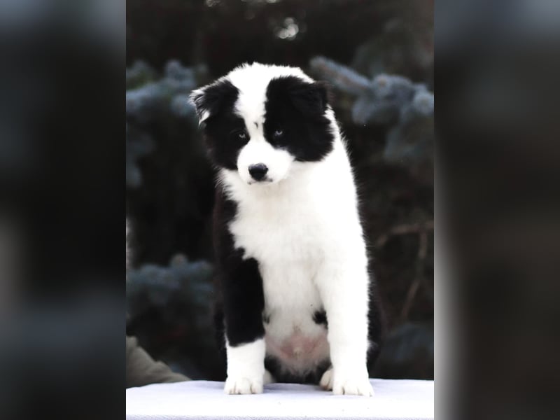 Yakutian laika / Yakutskaya Laika puppies