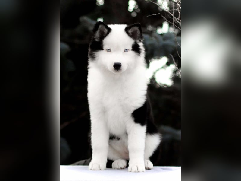 Yakutian laika / Yakutskaya Laika puppies