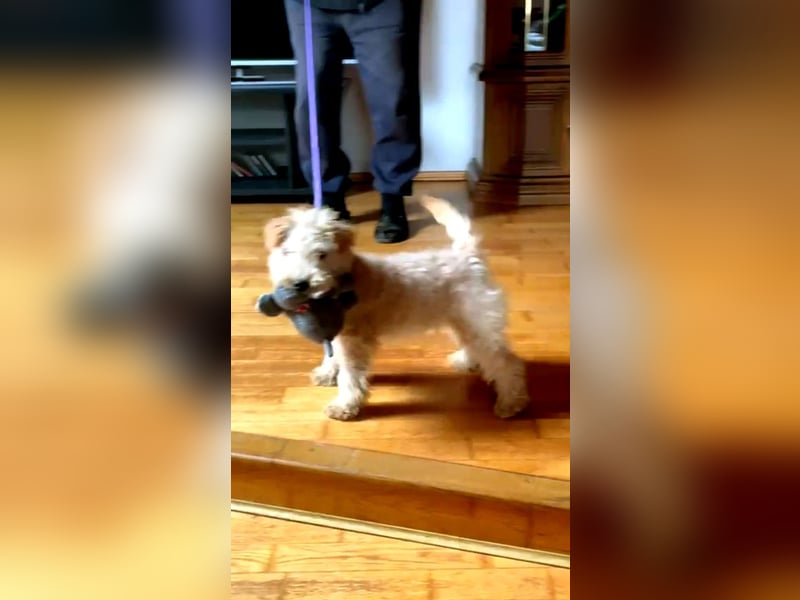 Lakeland Terrier Welpen abzugeben!