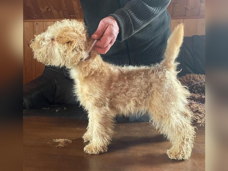 Lakeland Terrier Welpen abzugeben!