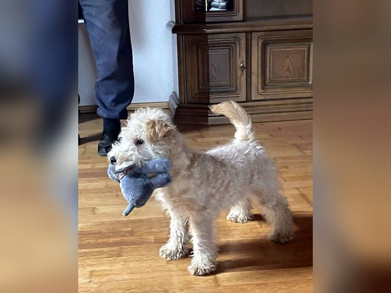 Lakeland Terrier Welpen abzugeben!