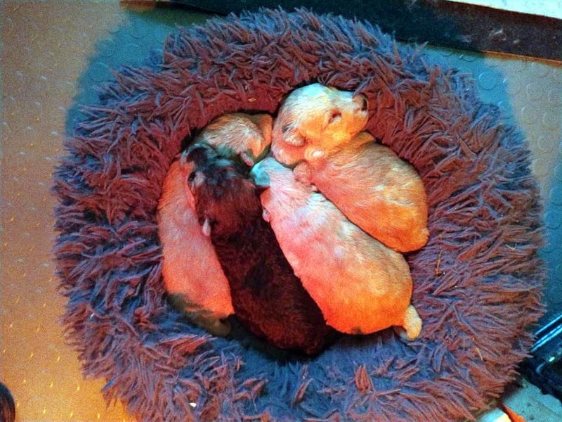 Lakeland Terrier Welpen abzugeben!