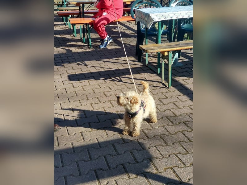 Lakeland Terrier Welpen abzugeben!