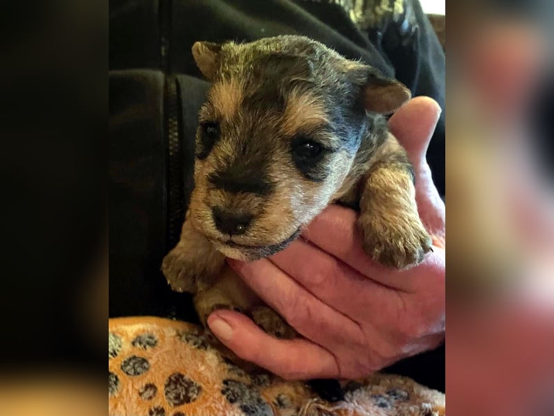 Lakeland Terrier Welpen abzugeben!