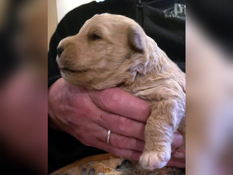 Lakeland Terrier Welpen abzugeben!