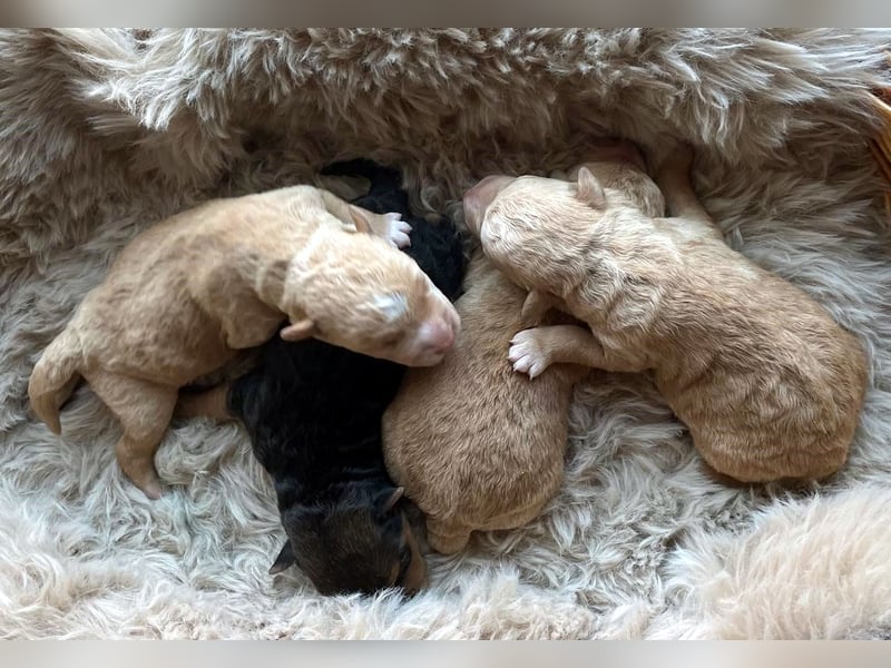 Lakeland Terrier Welpen abzugeben!