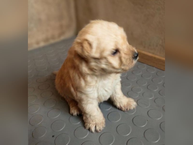 Lakeland Terrier Welpen abzugeben!