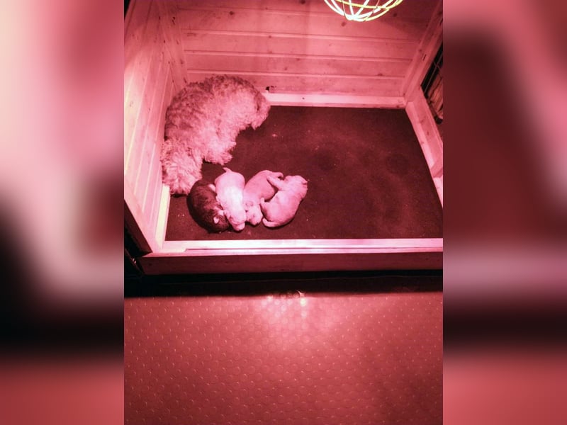 Lakeland Terrier Welpen abzugeben!