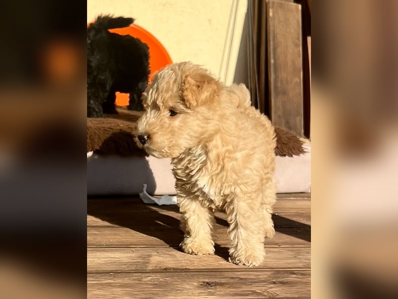 Lakeland Terrier Welpen