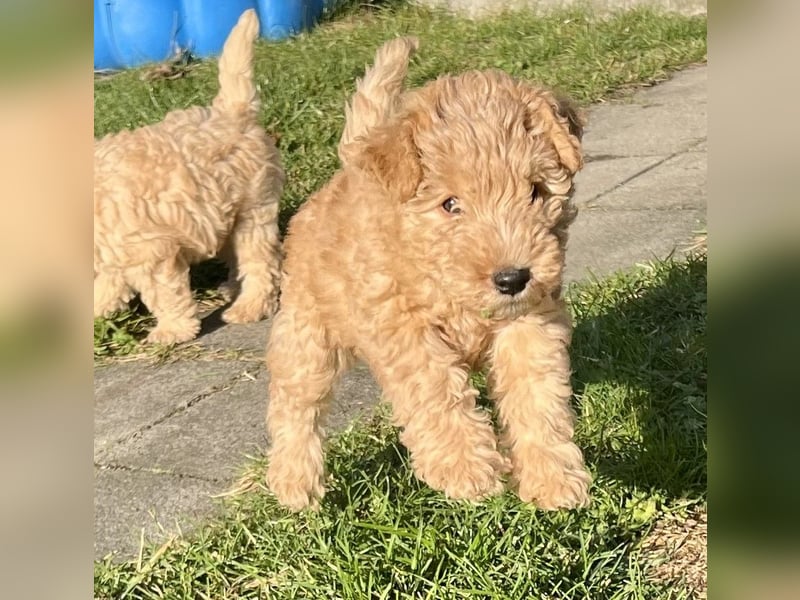 Lakeland Terrier Welpen