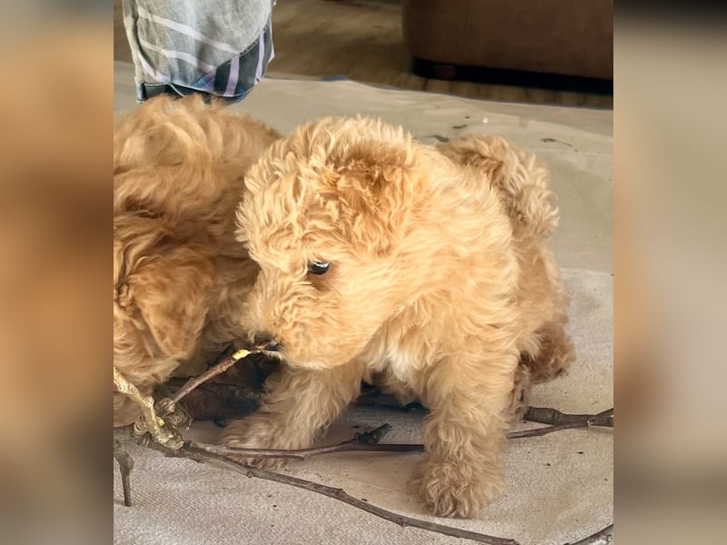 Lakeland Terrier Welpen