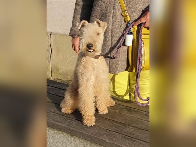 Lakeland Terrier Joschi,  geboren am 04.12.2023