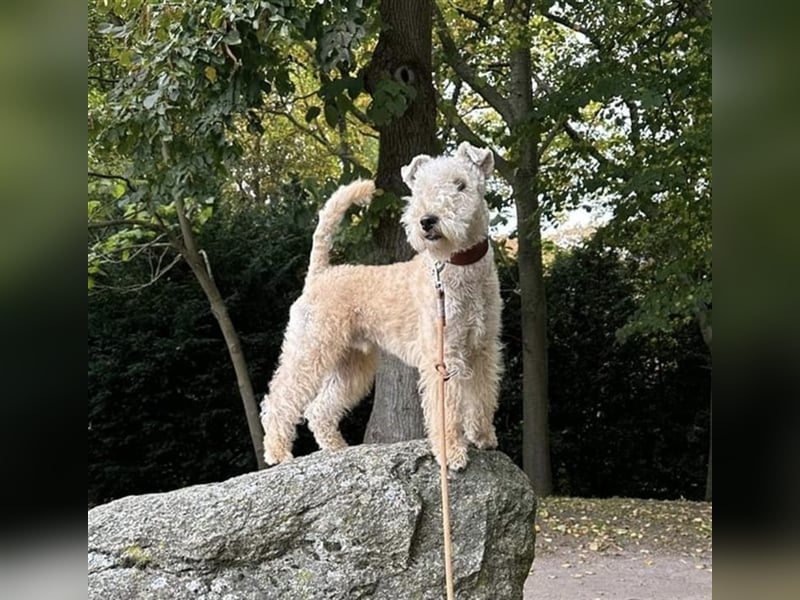 Lakeland Terrier Joschi,  geboren am 04.12.2023