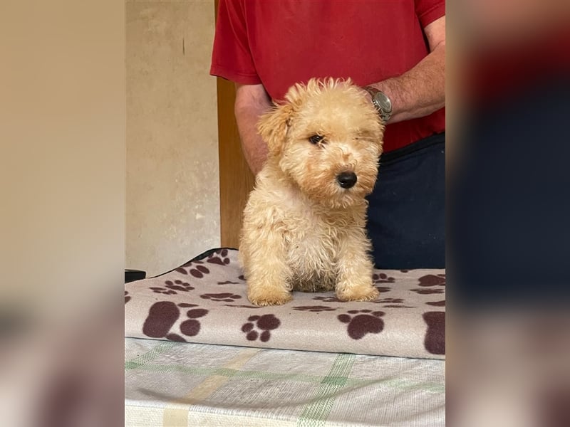 Lakeland Terrier Welpen abzugeben!