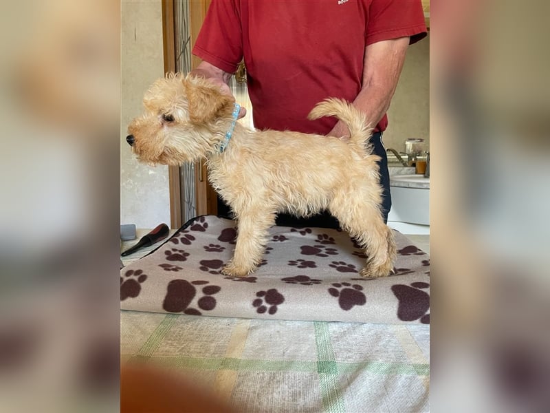 Lakeland Terrier Welpen abzugeben!