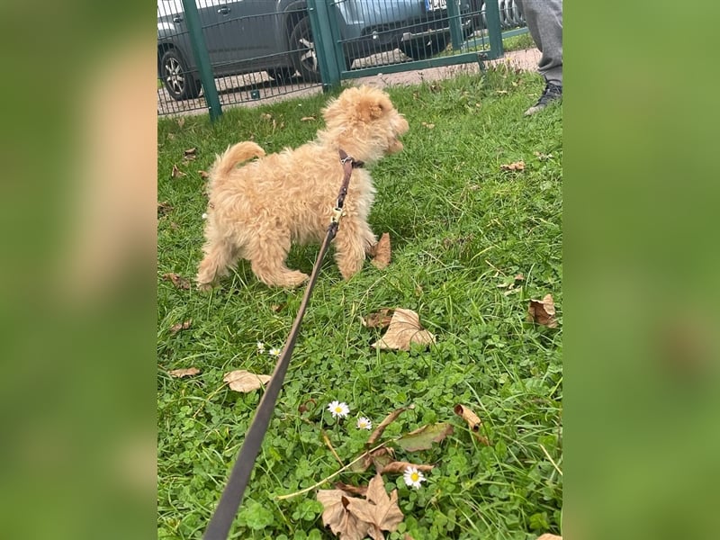 Lakeland Terrier Welpen abzugeben!