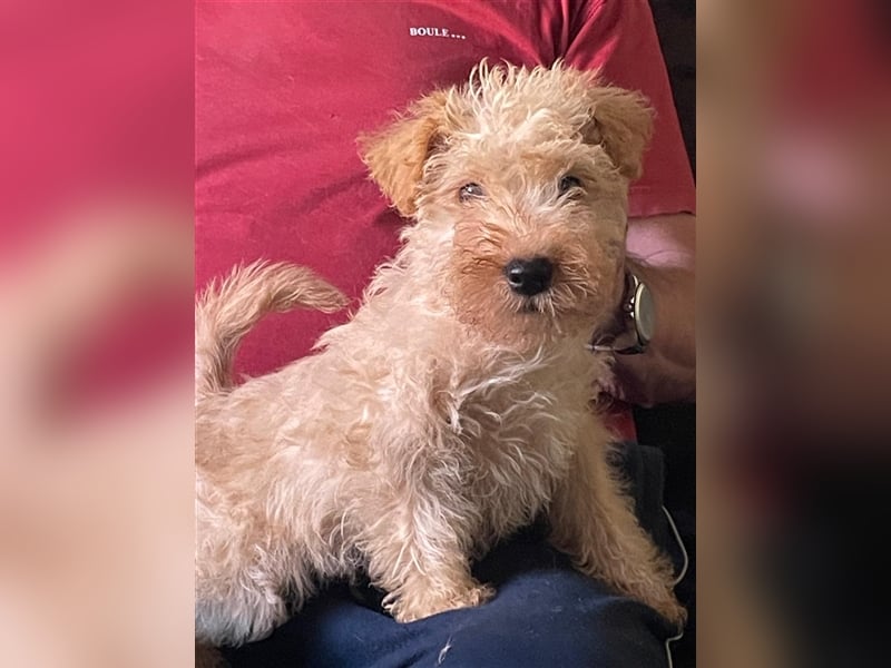 Lakeland Terrier Welpen abzugeben!