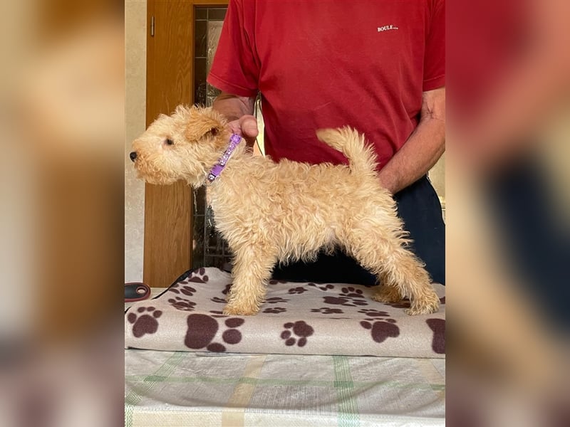 Lakeland Terrier Welpen abzugeben!