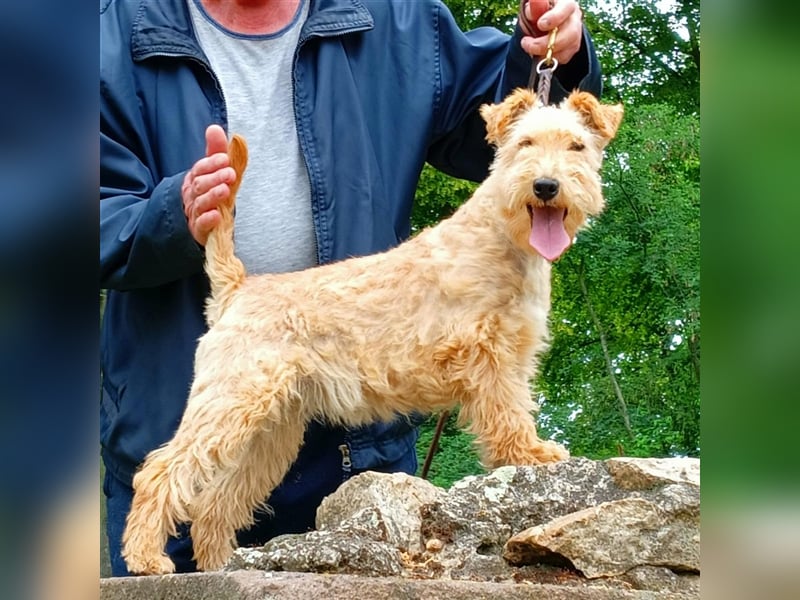 Lakeland Terrier Welpen abzugeben!