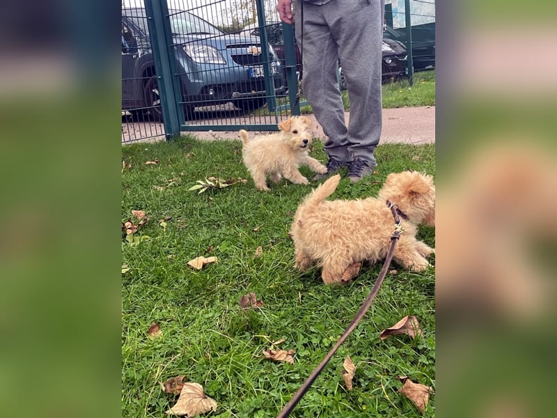 Lakeland Terrier Welpen abzugeben!