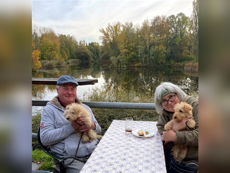 Lakeland Terrier Welpen abzugeben!