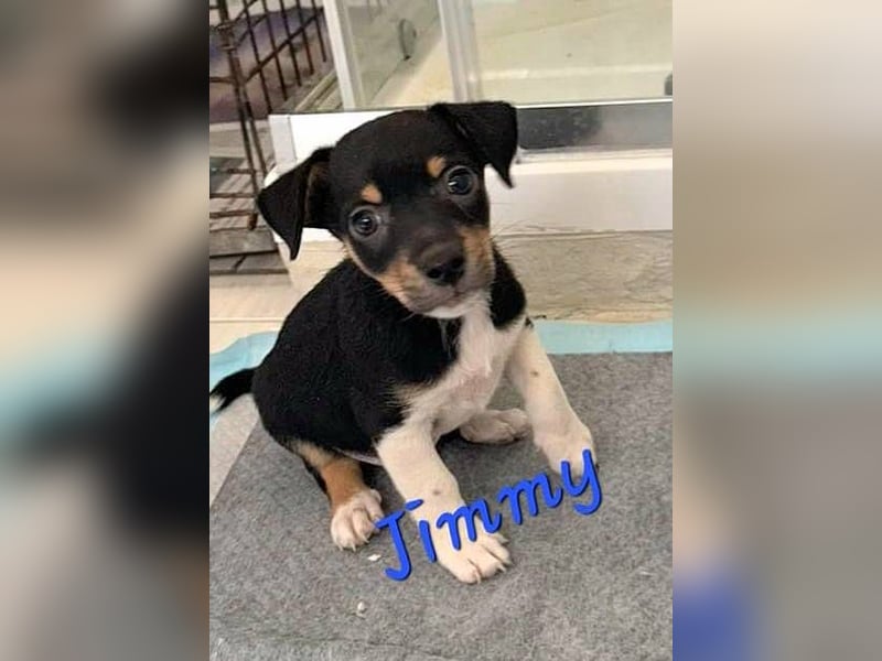 JIMMY – klein, charmant und voller Entdeckerdrang