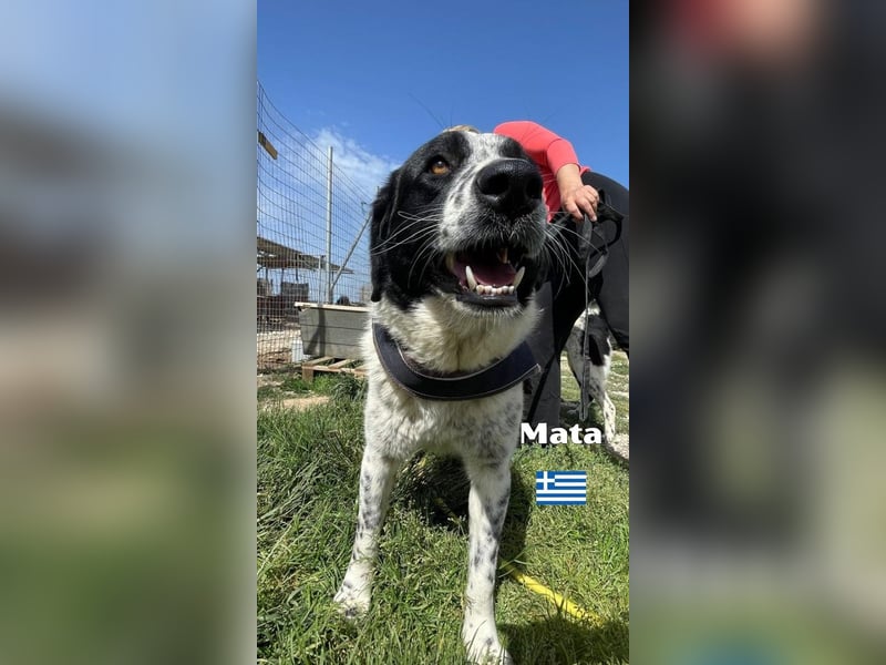 Mata - liebevoll und lernwillig