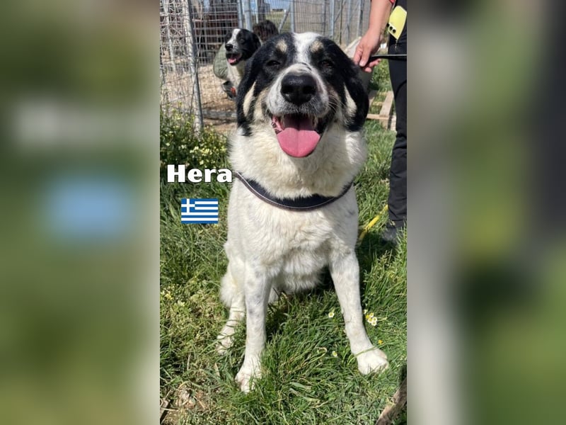 Hera - freundlich und menschenbezogen