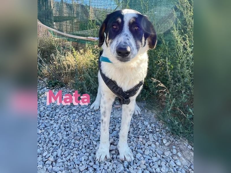 Mata - liebevoll und lernwillig