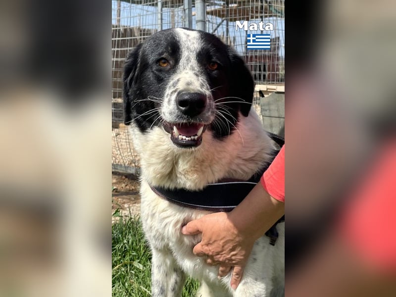 Mata - liebevoll und lernwillig