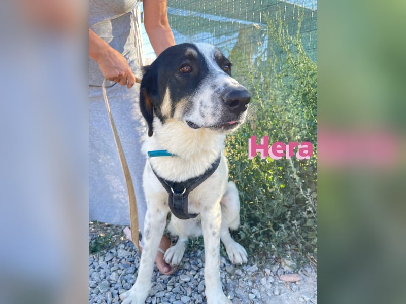 Hera - wartet in 86529 Schrobenhausen