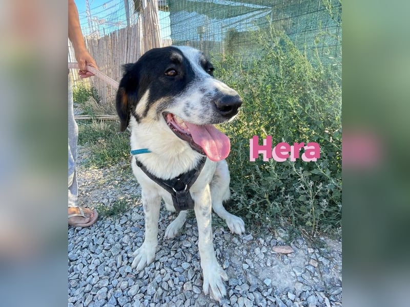 Hera - wartet in 86529 Schrobenhausen