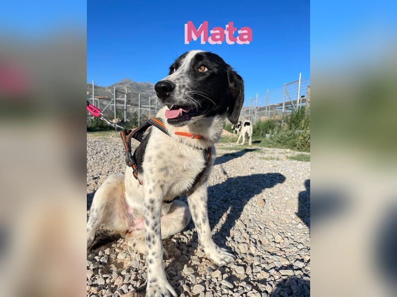 Mata - liebevoll und lernwillig