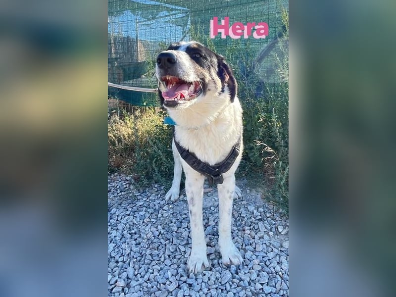 Hera - wartet in 86529 Schrobenhausen