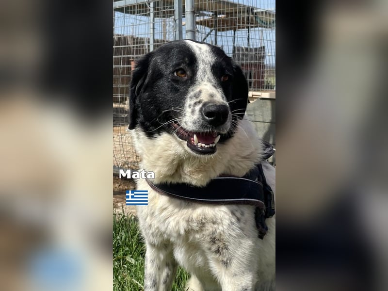 Mata - liebevoll und lernwillig