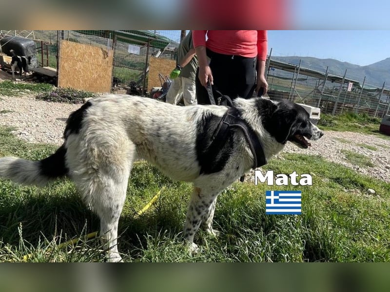 Mata - liebevoll und lernwillig