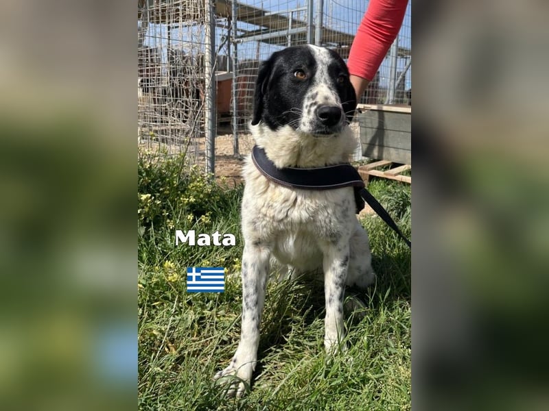 Mata - liebevoll und lernwillig