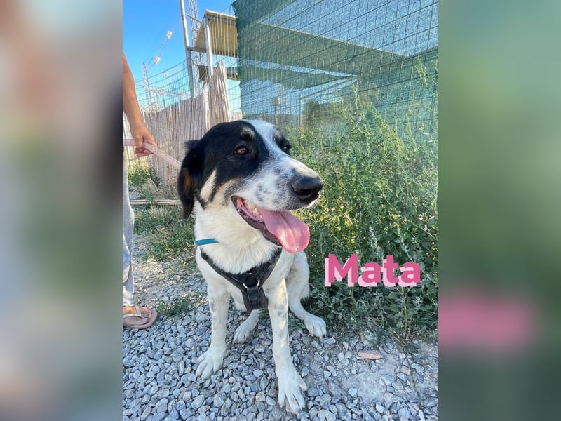 Mata - liebevoll und lernwillig