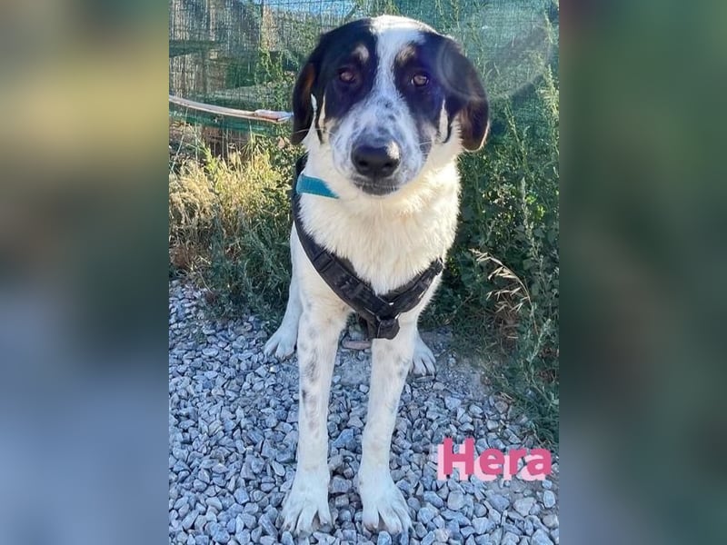 Hera - wartet in 86529 Schrobenhausen