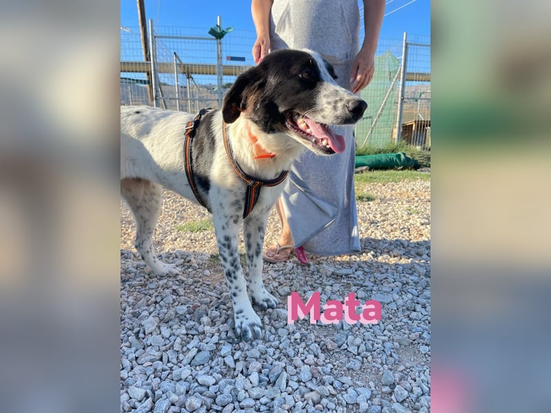 Mata - liebevoll und lernwillig