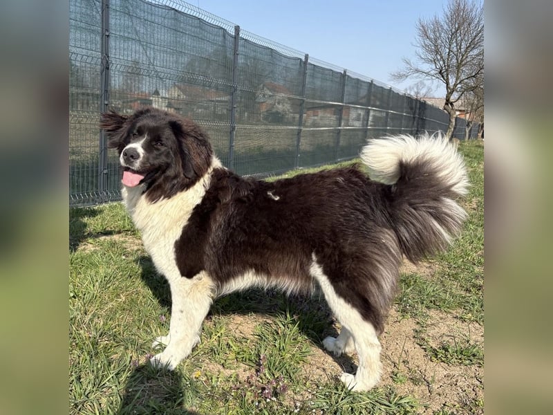 Kura eine wundervolle Pracht