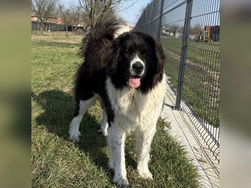 Kura eine wundervolle Pracht