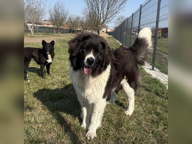 Kura eine wundervolle Pracht