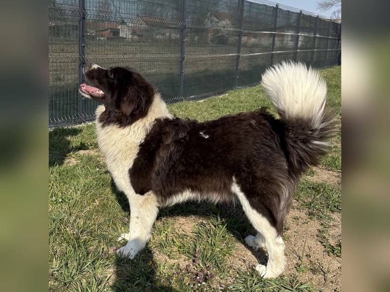 Kura eine wundervolle Pracht