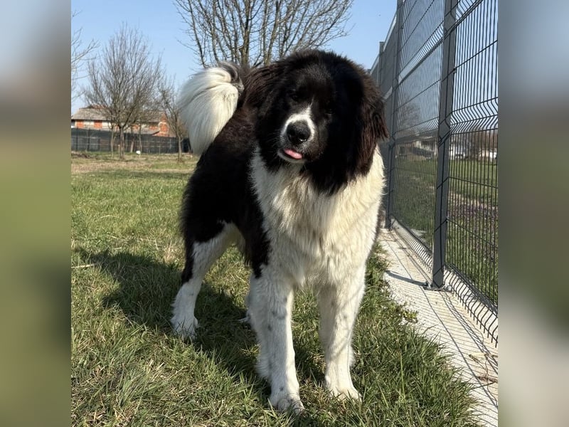 Kura eine wundervolle Pracht