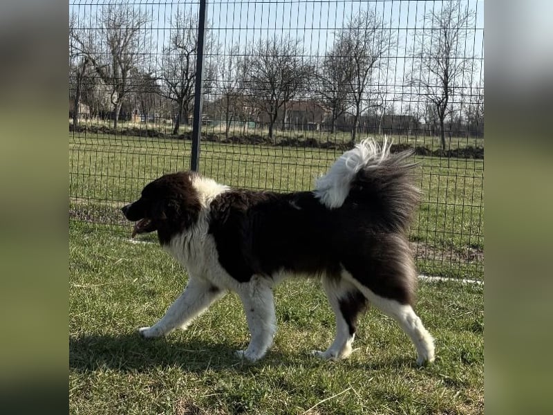 Kura eine wundervolle Pracht