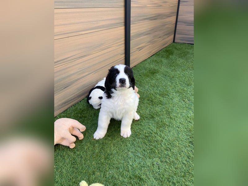 Wunderschöne Landseer Welpen von Züchter