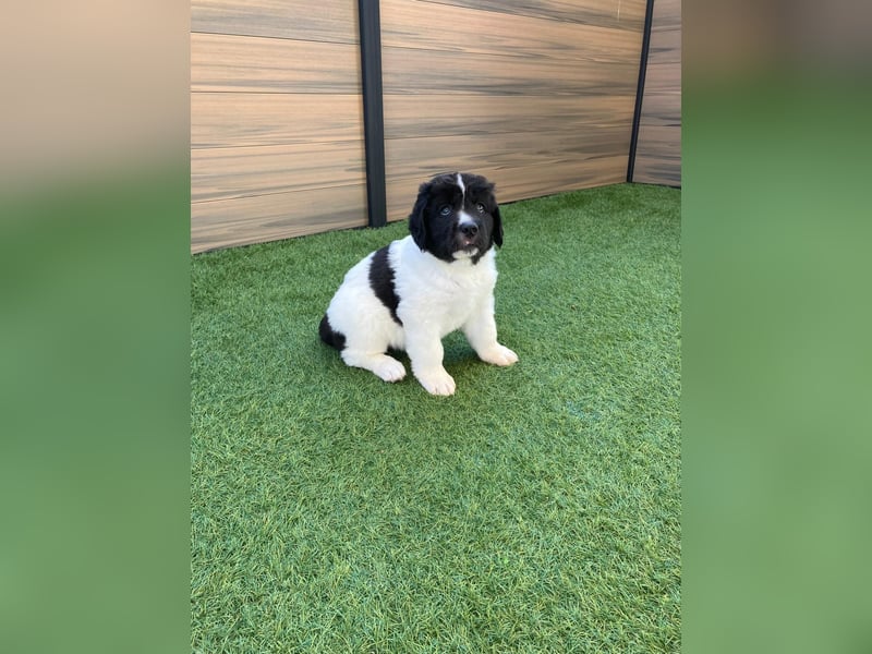 Wunderschöne Landseer Welpen von Züchter
