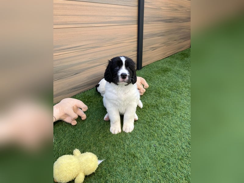 Wunderschöne Landseer Welpen von Züchter