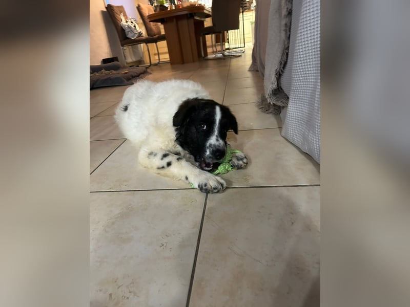 Caramela: freut sich über Besuch nähe Ludwigsburg